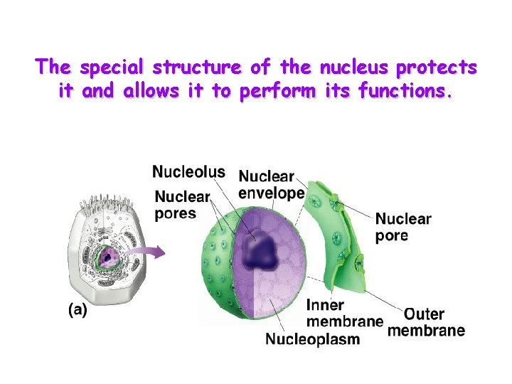 The special structure of the nucleus protects it and allows it to perform its