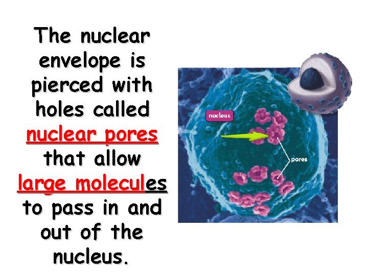The nuclear envelope is pierced with holes called nuclear pores that allow large molecules