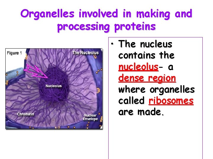 Organelles involved in making and processing proteins • The nucleus contains the nucleolus- a
