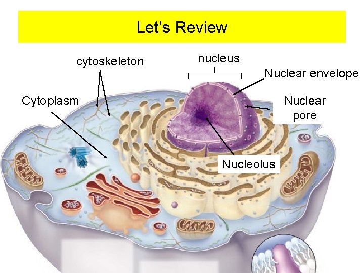 Let’s Review cytoskeleton nucleus Nuclear envelope Cytoplasm Nuclear pore Nucleolus 