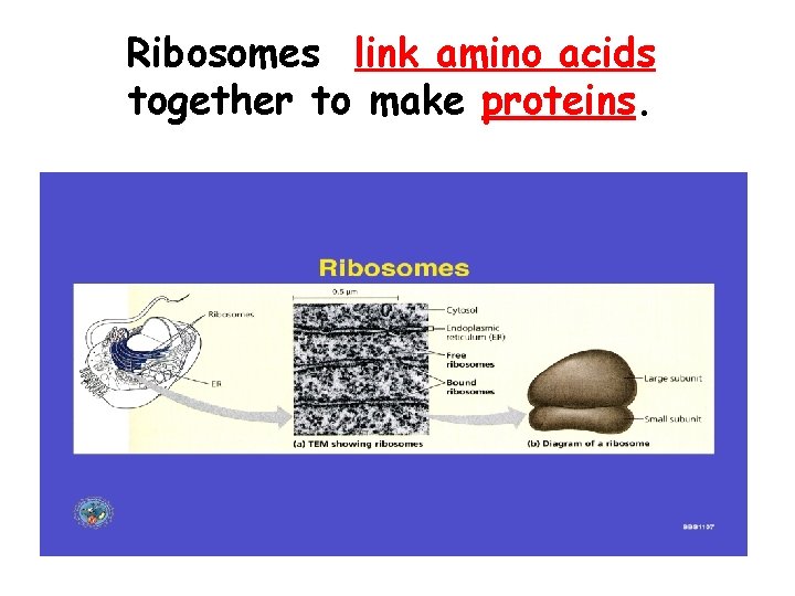 Ribosomes link amino acids together to make proteins. 