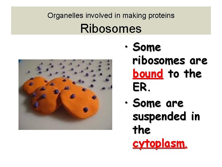 Organelles involved in making proteins Ribosomes • Some ribosomes are bound to the ER.
