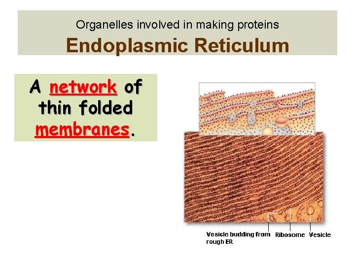 Organelles involved in making proteins Endoplasmic Reticulum A network of thin folded membranes. 