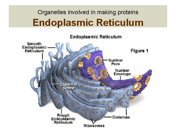 Organelles involved in making proteins Endoplasmic Reticulum 
