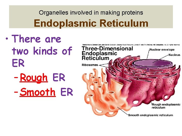 Organelles involved in making proteins Endoplasmic Reticulum • There are two kinds of ER