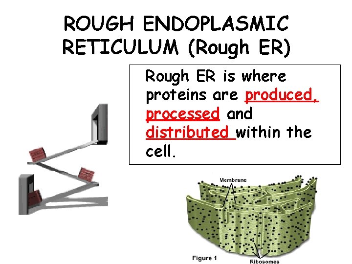 ROUGH ENDOPLASMIC RETICULUM (Rough ER) Rough ER is where proteins are produced, processed and
