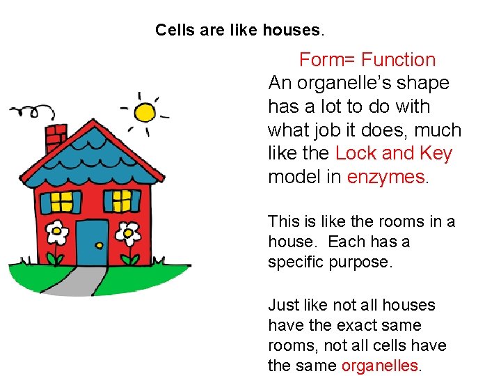 Cells are like houses. Form= Function An organelle’s shape has a lot to do