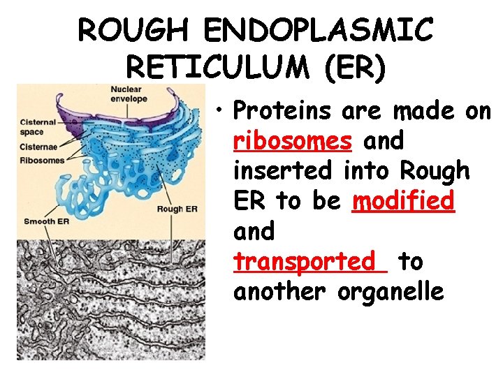 ROUGH ENDOPLASMIC RETICULUM (ER) • Proteins are made on ribosomes and inserted into Rough