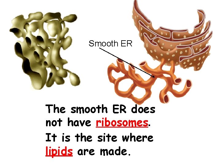 Smooth ER The smooth ER does not have ribosomes. It is the site where