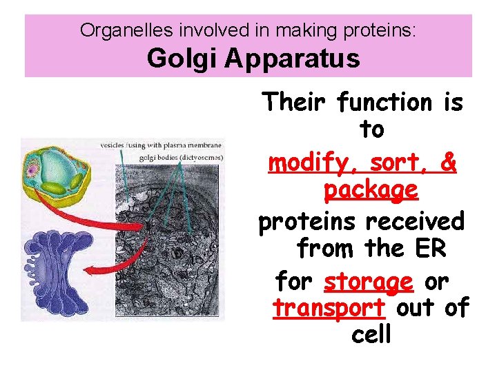 Organelles involved in making proteins: Golgi Apparatus Their function is to modify, sort, &