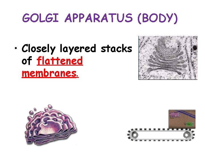 GOLGI APPARATUS (BODY) • Closely layered stacks of flattened membranes. 