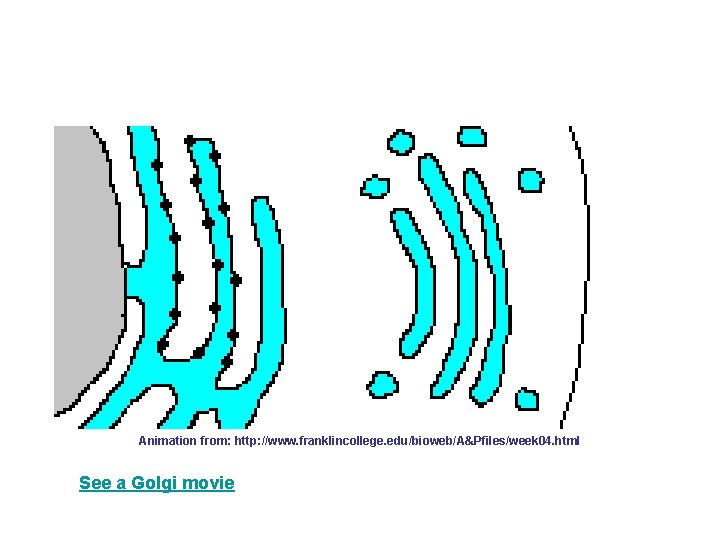 Animation from: http: //www. franklincollege. edu/bioweb/A&Pfiles/week 04. html See a Golgi movie 