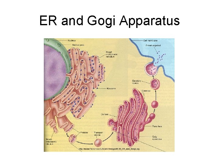 ER and Gogi Apparatus 