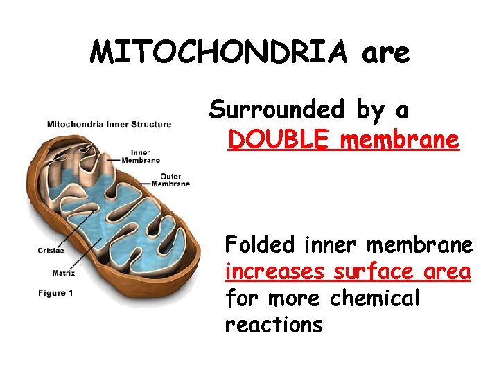 MITOCHONDRIA are Surrounded by a DOUBLE membrane Folded inner membrane increases surface area for