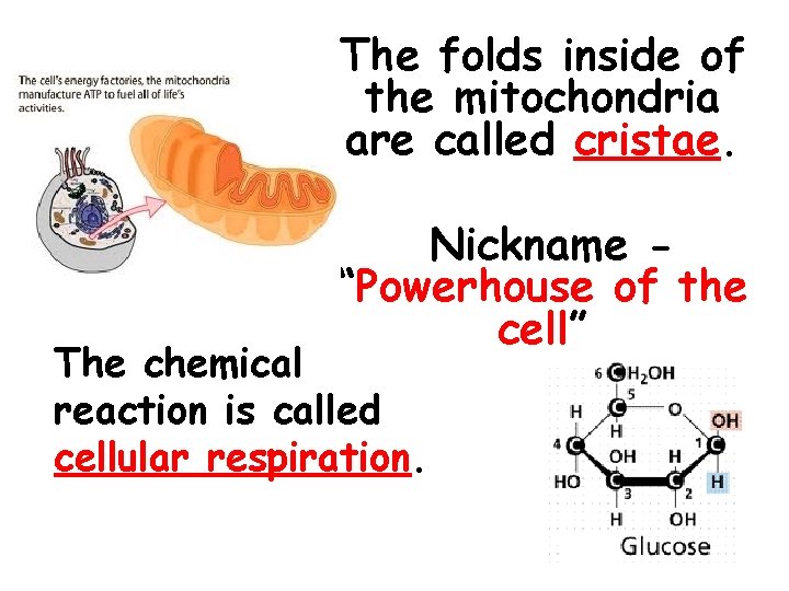 The folds inside of the mitochondria are called cristae. Nickname “Powerhouse of the cell”
