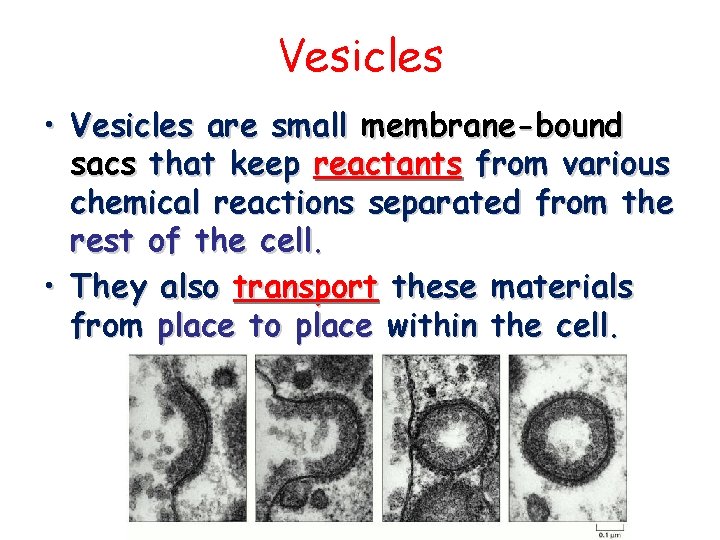 Vesicles • Vesicles are small membrane-bound sacs that keep reactants from various chemical reactions