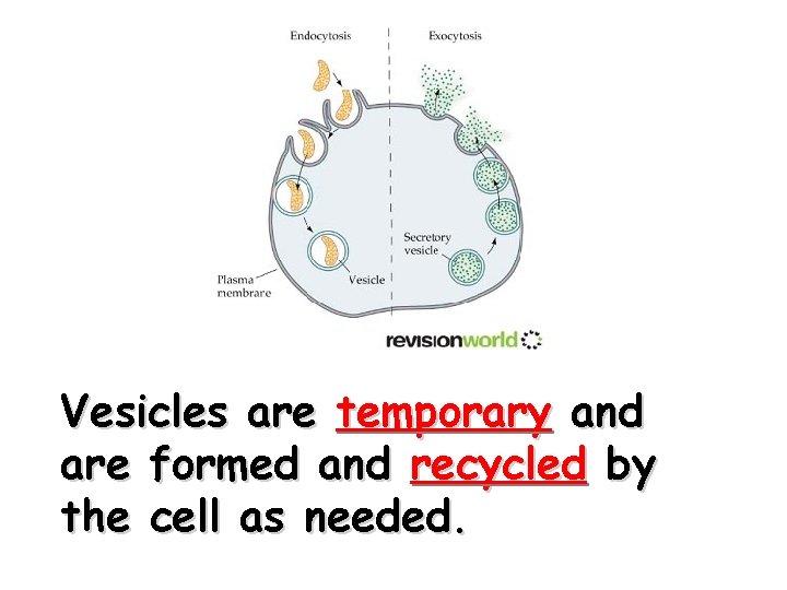 Vesicles are temporary and are formed and recycled by the cell as needed. 