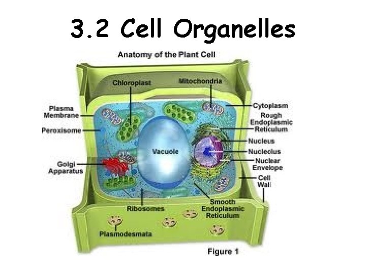 3. 2 Cell Organelles 