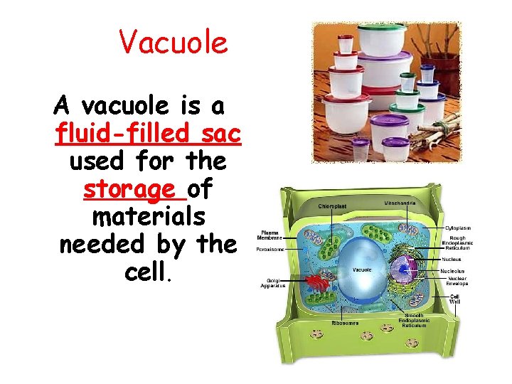 Vacuole A vacuole is a fluid-filled sac used for the storage of materials needed