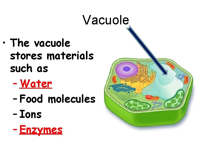Vacuole • The vacuole stores materials such as – Water – Food molecules –