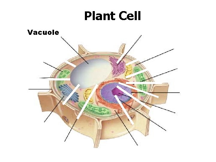 Figure 7 -5 Plant and Animal Cells Section 7 -2 Vacuole Go to Section: