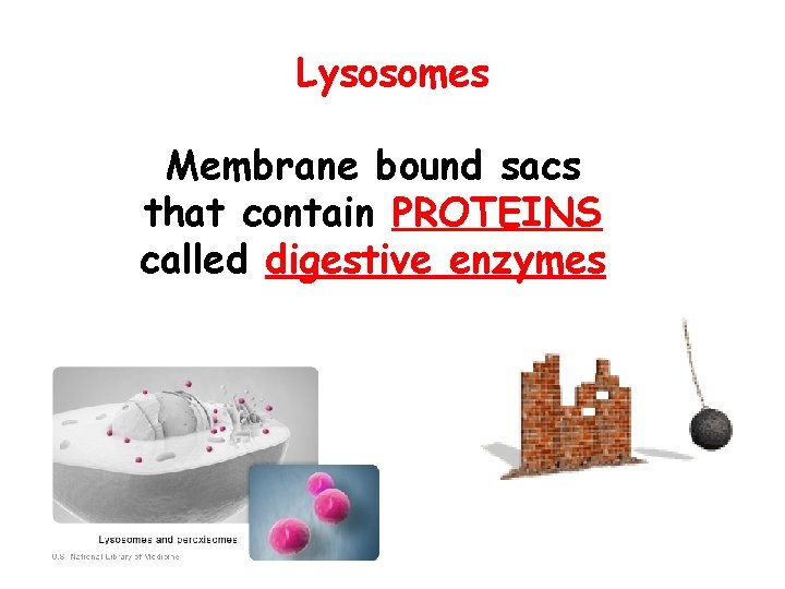 Lysosomes Membrane bound sacs that contain PROTEINS called digestive enzymes 