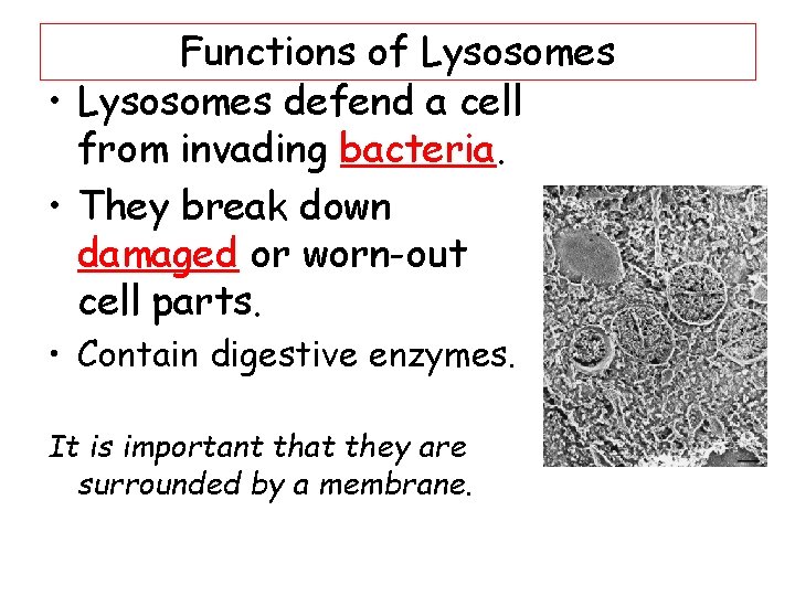 Functions of Lysosomes • Lysosomes defend a cell from invading bacteria. • They break