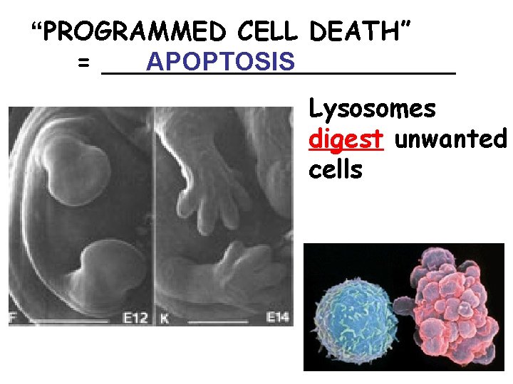 “PROGRAMMED CELL DEATH” APOPTOSIS = ___________ Lysosomes digest unwanted cells 