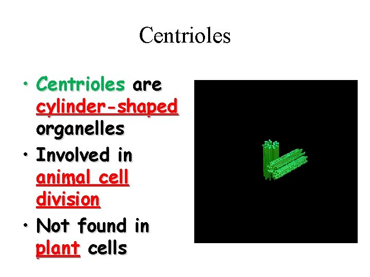 Centrioles • Centrioles are cylinder-shaped organelles • Involved in animal cell division • Not