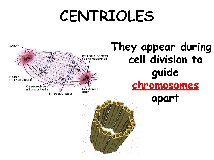 CENTRIOLES They appear during cell division to guide chromosomes apart 