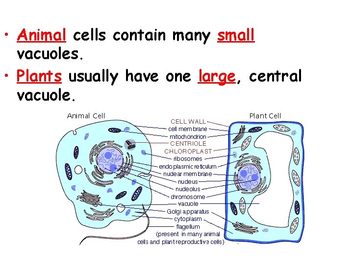  • Animal cells contain many small vacuoles. • Plants usually have one large,