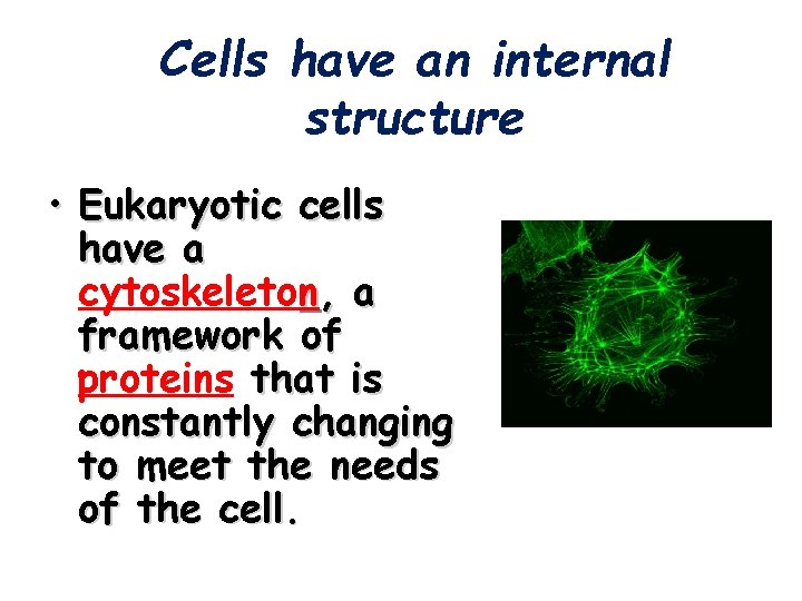 Cells have an internal structure • Eukaryotic cells have a cytoskeleton, a framework of