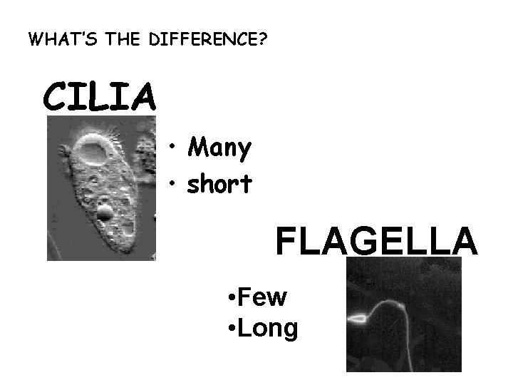 WHAT’S THE DIFFERENCE? CILIA • Many • short FLAGELLA • Few • Long 