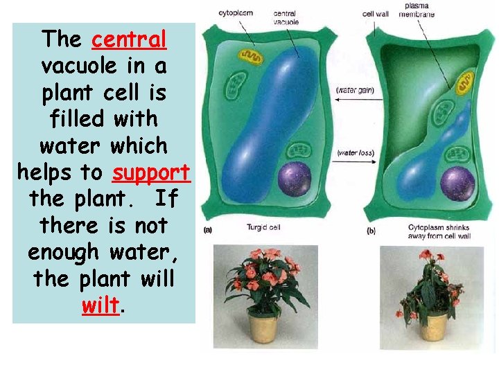 The central vacuole in a plant cell is filled with water which helps to