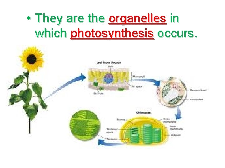  • They are the organelles in which photosynthesis occurs. 