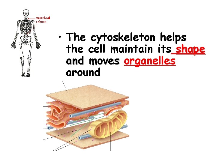  • The cytoskeleton helps the cell maintain its shape and moves organelles around