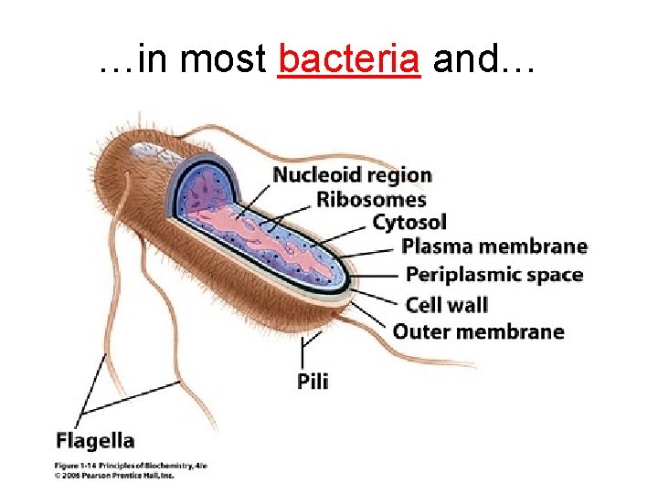 …in most bacteria and… 