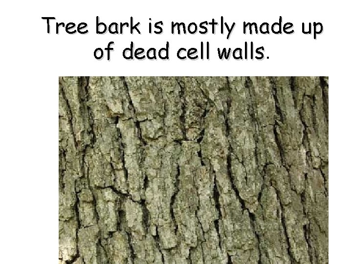 Tree bark is mostly made up of dead cell walls 