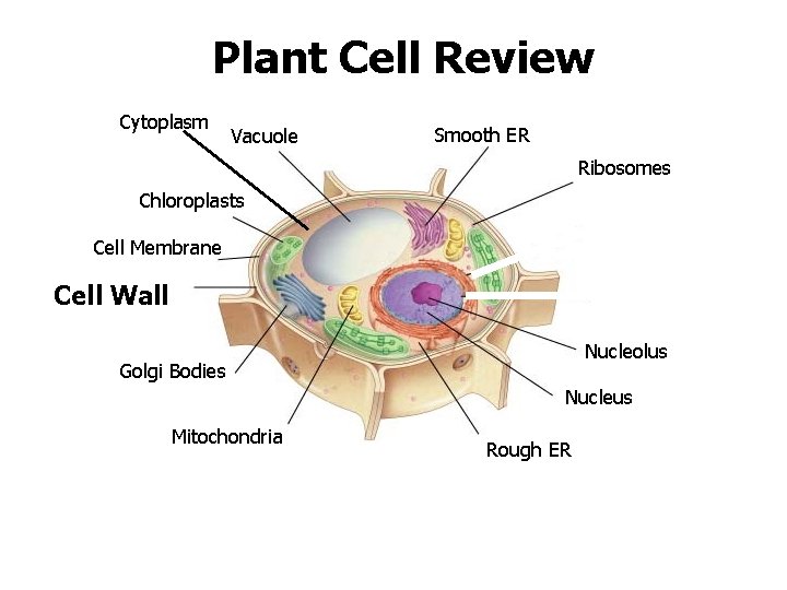 Plant Cell Review Cytoplasm Vacuole Smooth ER Ribosomes Chloroplasts Cell Membrane Cell Wall Nucleolus