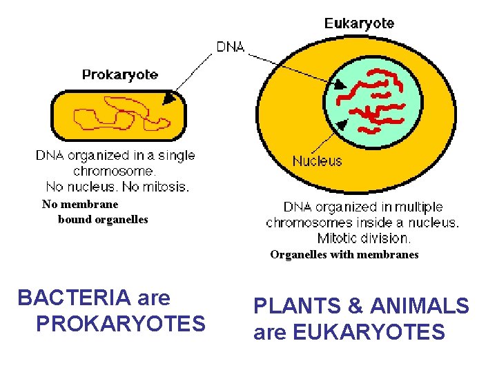 No membrane bound organelles Organelles with membranes BACTERIA are PROKARYOTES PLANTS & ANIMALS are