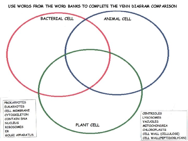 USE WORDS FROM THE WORD BANKS TO COMPLETE THE VENN DIAGRAM COMPARISON 