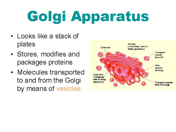 Golgi Apparatus • Looks like a stack of plates • Stores, modifies and packages
