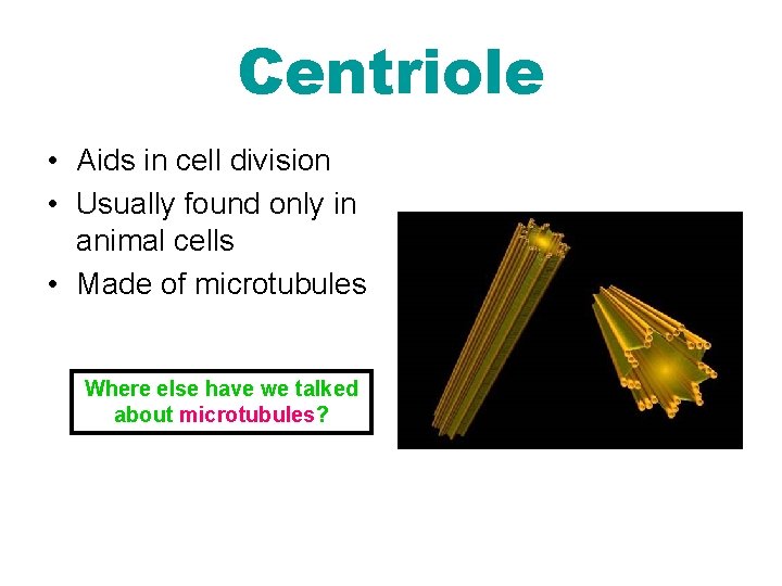 Centriole • Aids in cell division • Usually found only in animal cells •