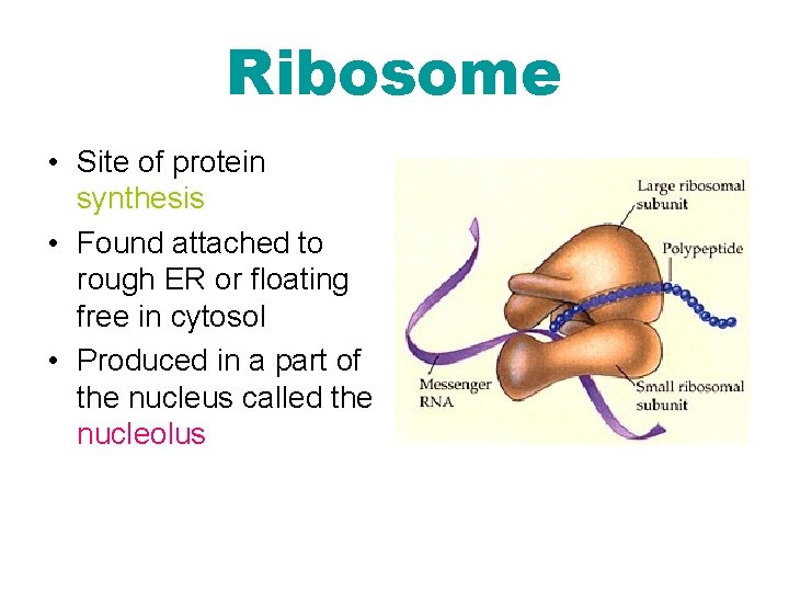 Ribosome • Site of protein synthesis • Found attached to rough ER or floating