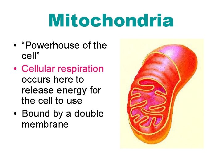 Mitochondria • “Powerhouse of the cell” • Cellular respiration occurs here to release energy