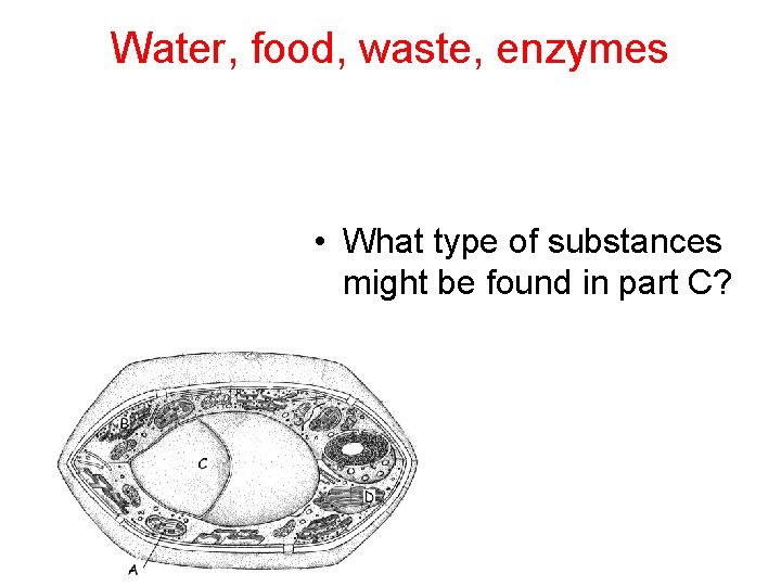 Water, food, waste, enzymes • What type of substances might be found in part