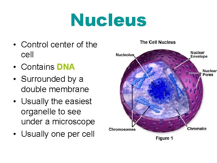 Nucleus • Control center of the cell • Contains DNA • Surrounded by a