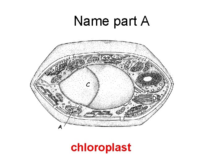 Name part A chloroplast 