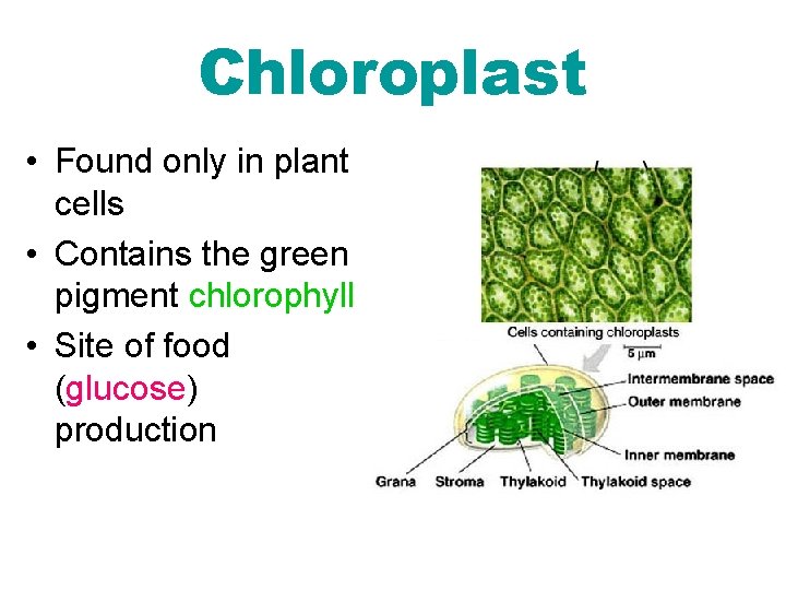 Chloroplast • Found only in plant cells • Contains the green pigment chlorophyll •