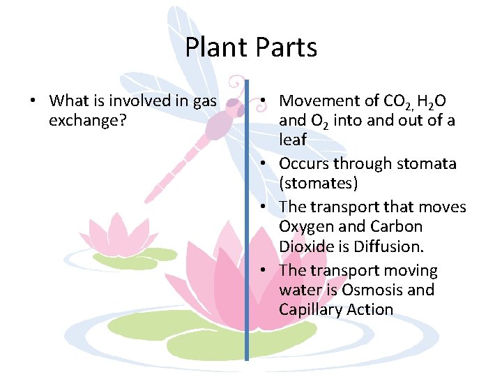 Plant Parts • What is involved in gas exchange? • Movement of CO 2,